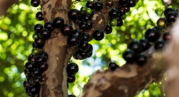 Começa temporada de jabuticaba em Hidrolândia